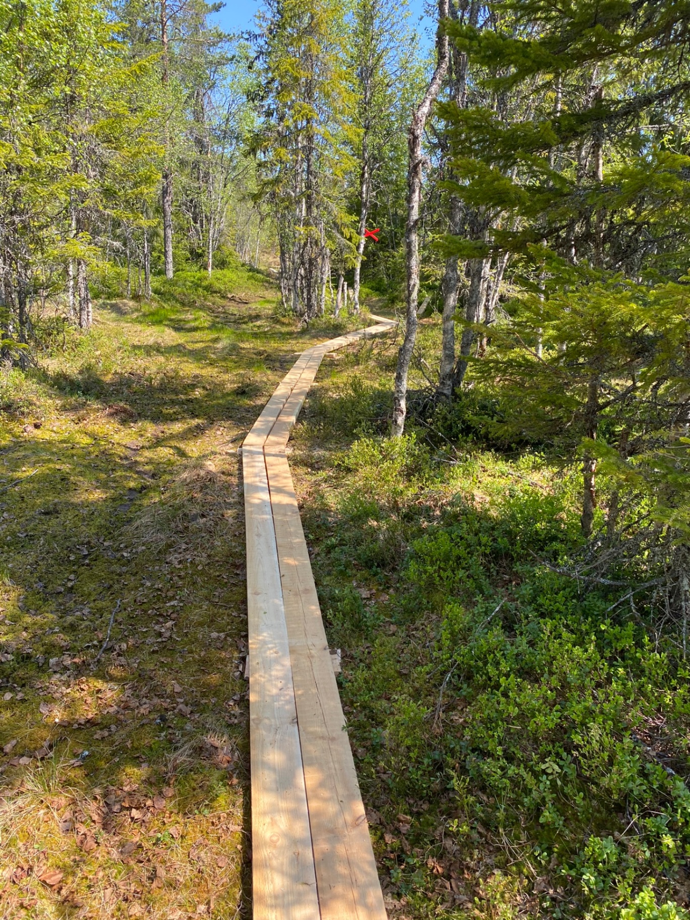 Vandringsspång genom skogen